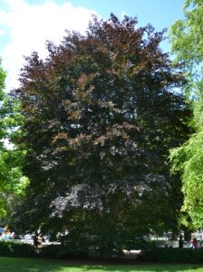 Fagus sylvatica ′Purpurea′ - Overall Habit