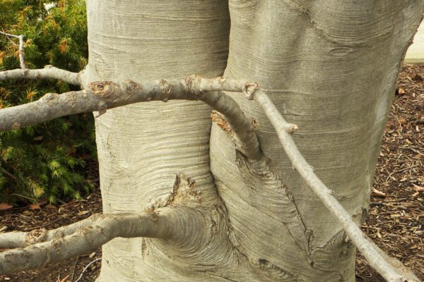 Fagus sylvatica ′Purpurea′ - Bark