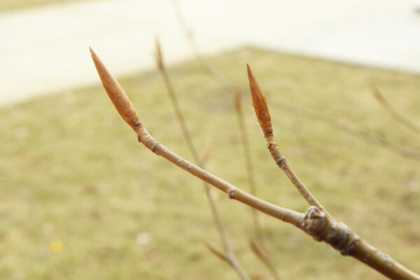 Fagus sylvatica ′Purpurea′ - Buds