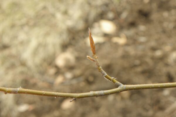 Fagus sylvatica ′Purpurea′ - Bud