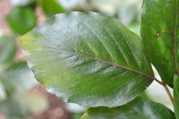 Fagus sylvatica &prime;Purpurea&prime; - Leaf