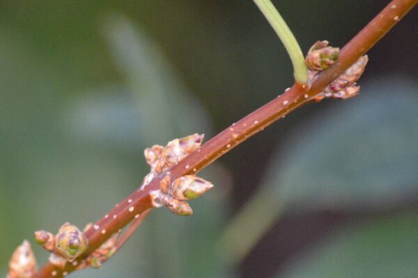 Forsythia × intermedia - Stem