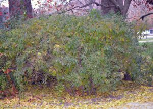 Forsythia × intermedia - Overall Shrub in Fall