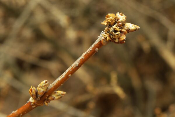 Forsythia × intermedia - Buds