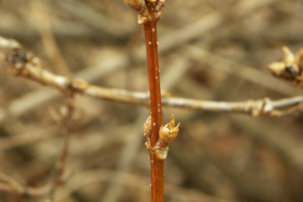 Forsythia × intermedia - Buds