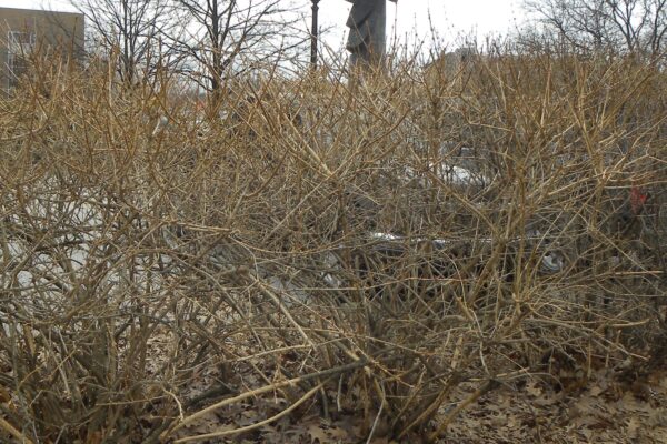 Forsythia × intermedia - Winter Habit