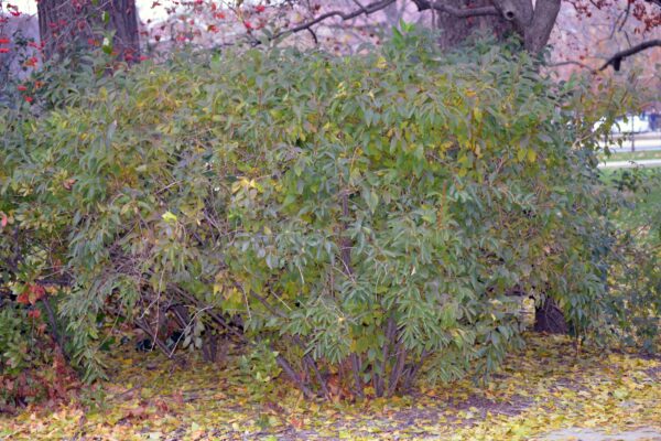 Forsythia × intermedia - Overall Shrub in Fall