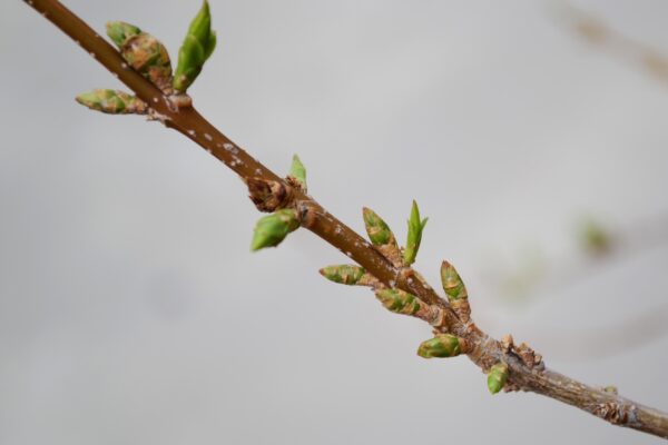 Forsythia × intermedia - Buds Emerging