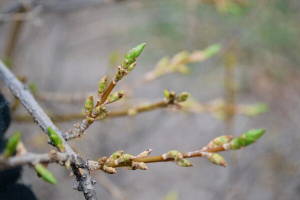 Forsythia × intermedia - Buds