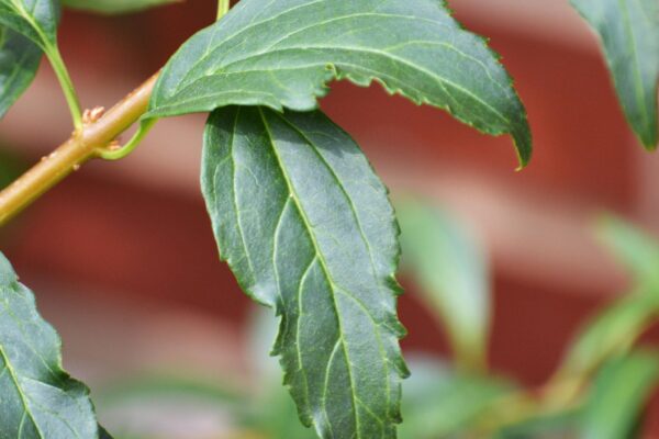 Forsythia × intermedia ′Courtasol′ [sold as Gold Tide®] - Leaves