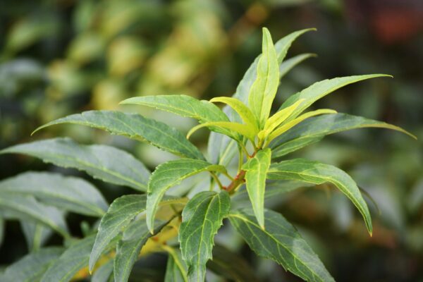Forsythia × intermedia ′Courtasol′ [sold as Gold Tide®] - New Growth