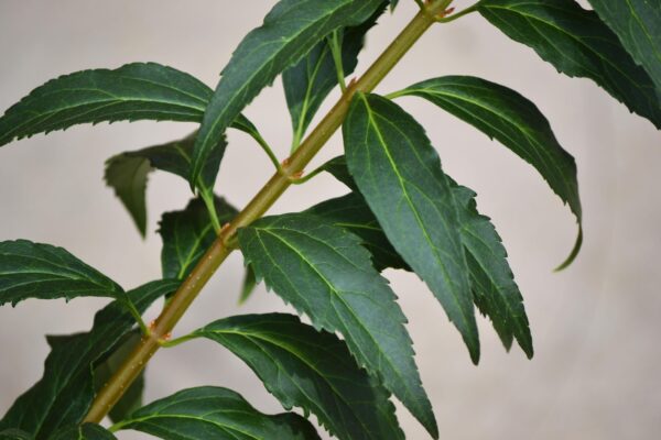 Forsythia × intermedia ′Courtasol′ [sold as Gold Tide®] - Foliage