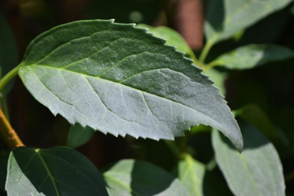 Forsythia × intermedia ′Karl Sax′ - Leaf