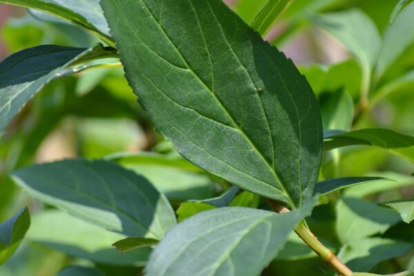 Forsythia &times; intermedia &prime;Karl Sax&prime; - Leaves
