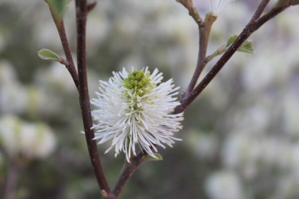 Fothergilla gardenii - Stem and Flower
