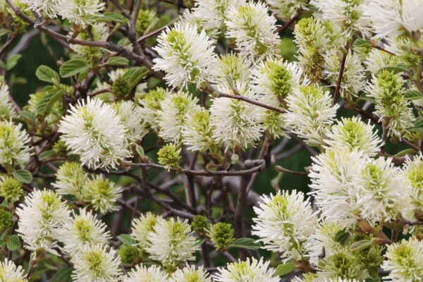 Fothergilla gardenii - Flowers