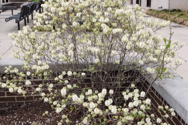 Fothergilla gardenii - Flowering Habit