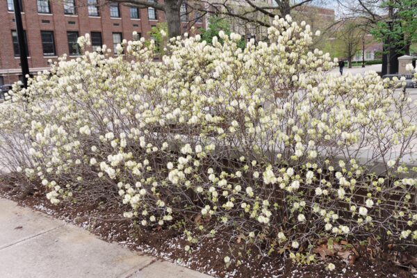 Fothergilla gardenii - Flowering Habit