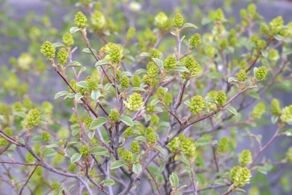 Fothergilla gardenii - Flower Buds