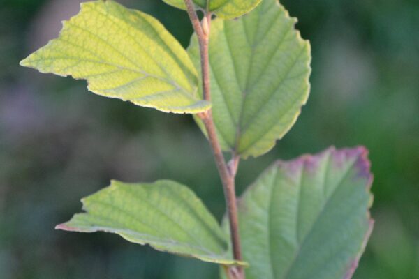Fothergilla gardenii - Leaves