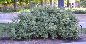 Fothergilla gardenii - Shrub Habit