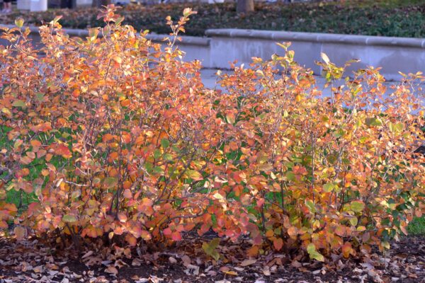 Fothergilla gardenii - Fall Color
