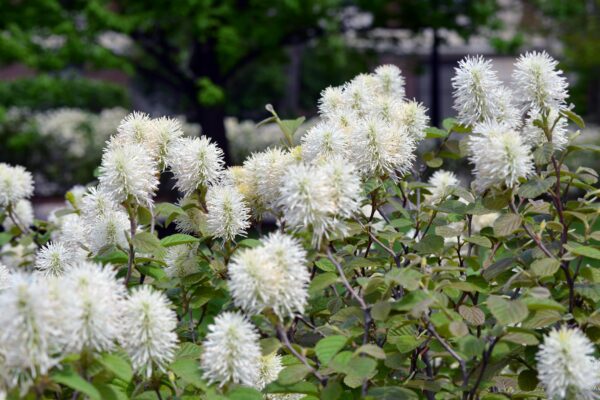 Fothergilla gardenii - Flowers