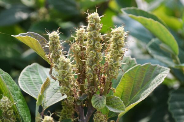 Fothergilla gardenii - Fruit