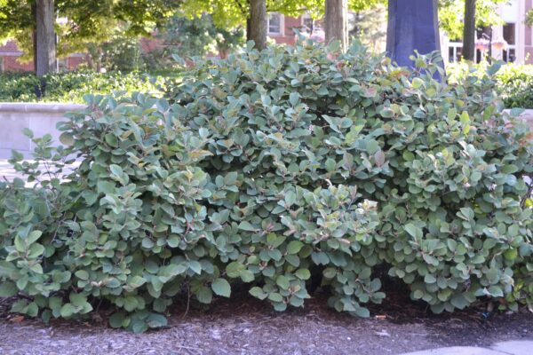 Fothergilla gardenii - Shrub Habit