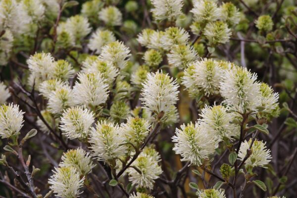 Fothergilla gardenii - Flowers