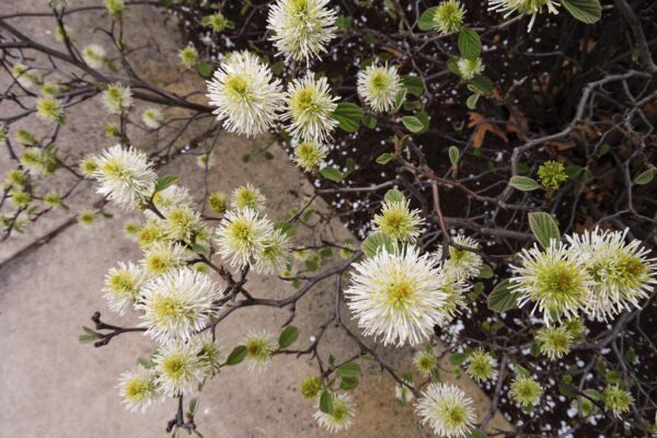 Fothergilla gardenii - Flowers