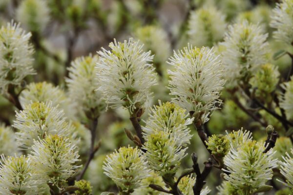 Fothergilla gardenii - Flowers