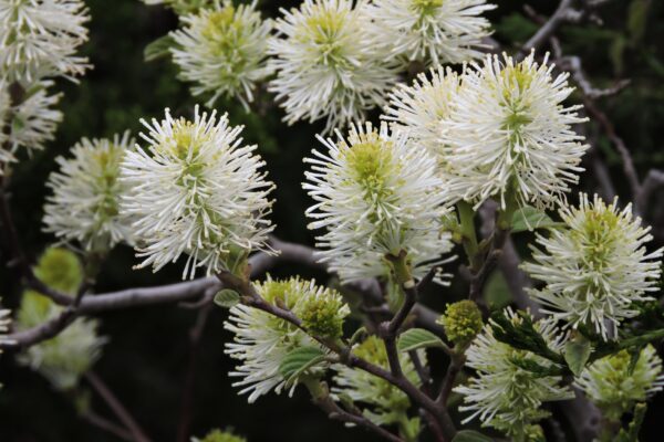 Fothergilla gardenii ′Jane Platt′ - Flowers