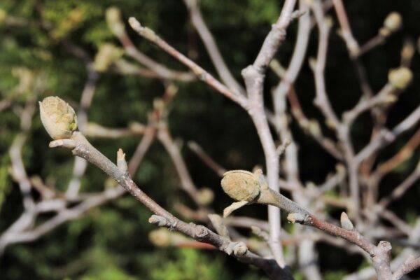 Fothergilla gardenii ′Jane Platt′ - Buds