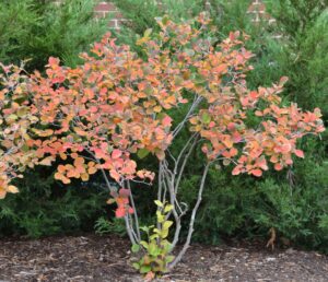 Fothergilla gardenii ′Jane Platt′ - Overall Fall Shrub