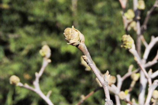 Fothergilla gardenii ′Jane Platt′ - Buds