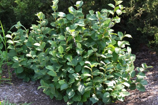 Fothergilla gardenii ′Jane Platt′ - Summer Habit