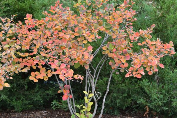 Fothergilla gardenii ′Jane Platt′ - Overall Fall Shrub