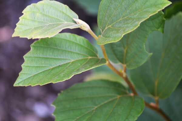 Fothergilla gardenii ′Jane Platt′ - New Growth