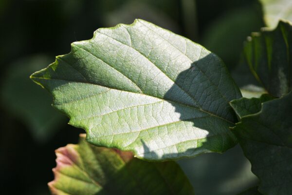 Fothergilla gardenii ′Jane Platt′ - Leaf