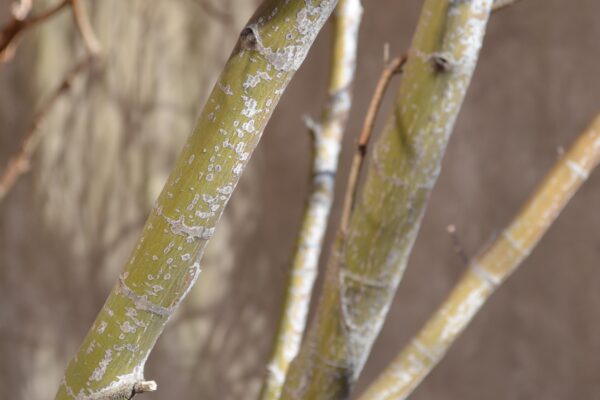 Acer palmatum var. atropurpureum ′Bloodgood′ - Stem Bark