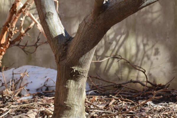 Acer palmatum var. atropurpureum ′Bloodgood′ - Bark