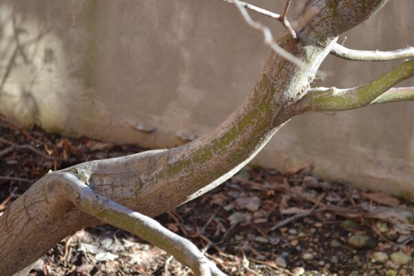 Acer palmatum var. atropurpureum ′Bloodgood′ - Bark