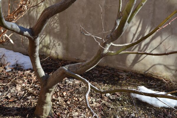 Acer palmatum var. atropurpureum ′Bloodgood′ - Branching Structure