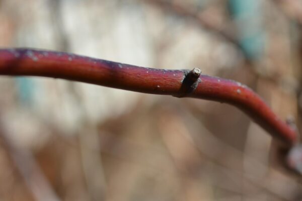 Acer palmatum var. atropurpureum ′Bloodgood′ - Young Stem