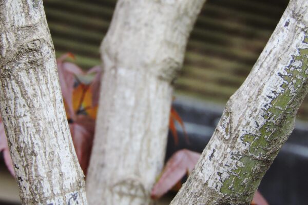 Acer palmatum var. atropurpureum ′Bloodgood′ - Bark