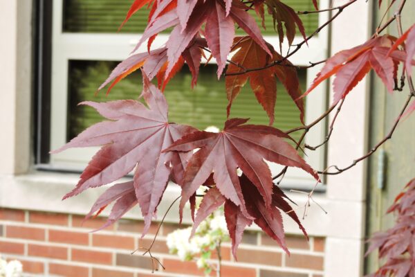 Acer palmatum var. atropurpureum ′Bloodgood′ - Leaves