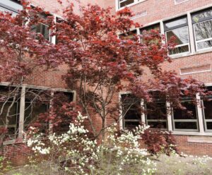 Acer palmatum var. atropurpureum ′Bloodgood′ - Summer Habit