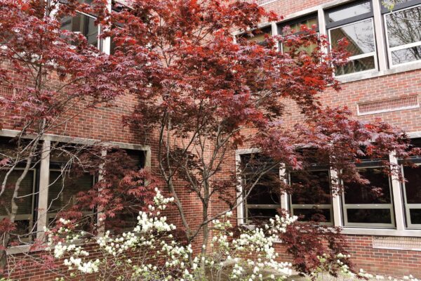 Acer palmatum var. atropurpureum ′Bloodgood′ - Summer Habit