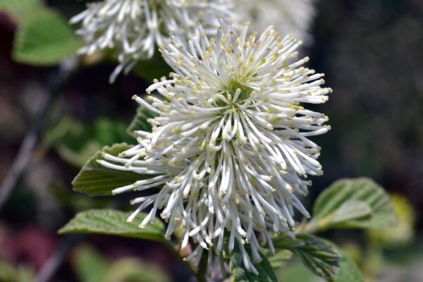 Fothergilla × ′Mt. Airy′ - Flowers